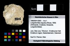 Foto (Objekt + Etikett) von Longodromites angustus (Reuss, 1858)  (NHMW-GEO-1990-0041-2805)